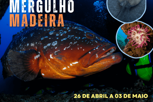 Viagem de mergulho, Madeira