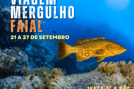 Viagem de mergulho, Faial, Açores